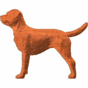 Border Terrier - Standing