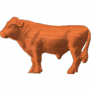 Holstein Bull