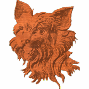 Yorkshire Terrier - Face - AB - 001