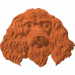 Cocker Spaniel Face