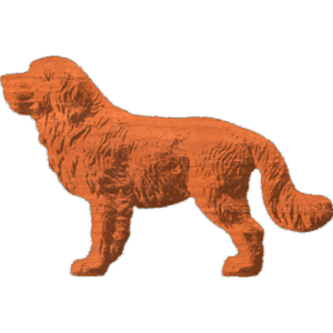 Saint Bernard - AB - 001