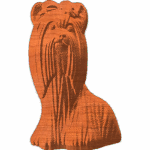 Lhasa Apso - AB - 003
