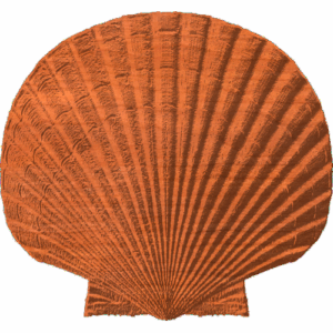 Scallop - AB - 001