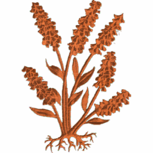 Grape Hyacinth