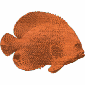 Tropical Fish - AB - 003