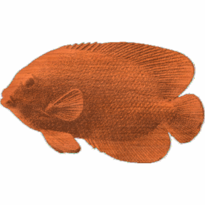 Tropical Fish - AB - 004
