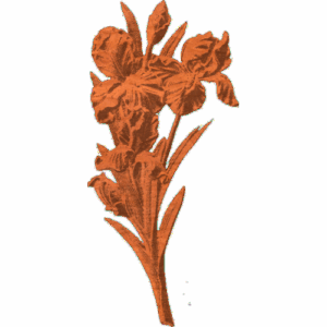 Iris - AB - 001