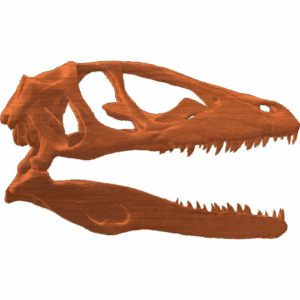 Dinosaur Skull