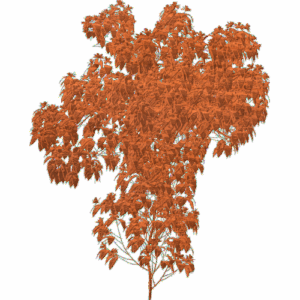 Leaf Tree 001