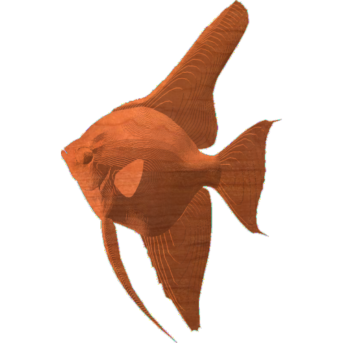 Angel Fish