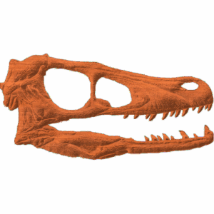 Velociraptor Skull