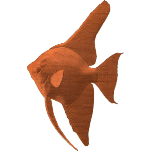Angelfish 001 - CSF