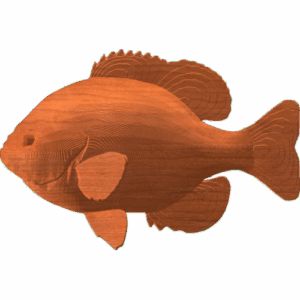 Bluegill - CSF