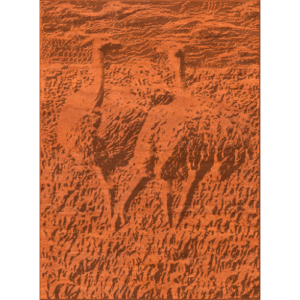 Two Ostriches