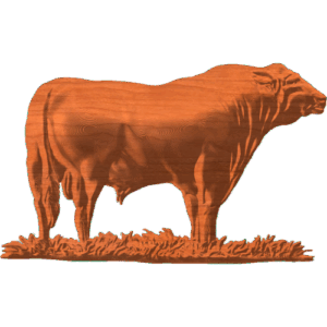 ANGUS BULL