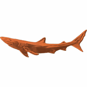 BLUE SHARK