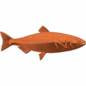 CHINOOK SALMON 1