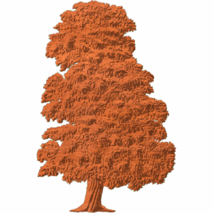CHESTNUT TREE