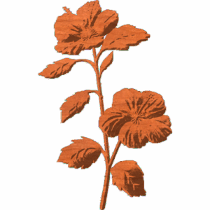Hibiscus Flower