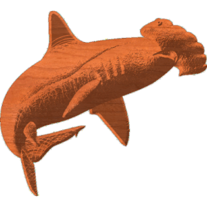 Hammer Head Shark
