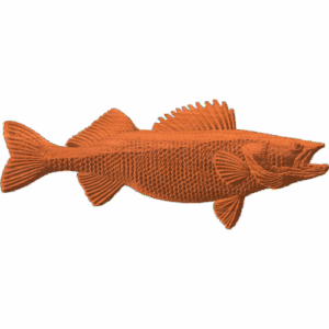 Walleye Pike 1