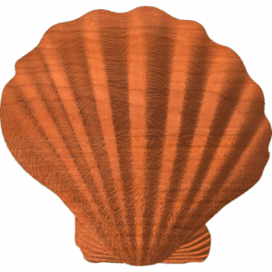Shell Shape