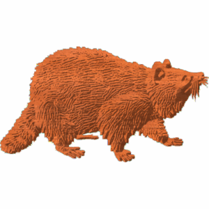 Raccoon Pattern