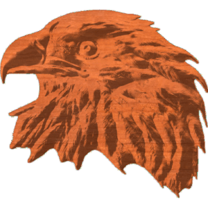 Bald Eagle head