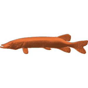 Northern Pike Fish