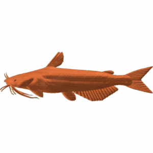 Channel Catfish