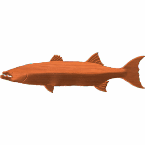 Fish-03