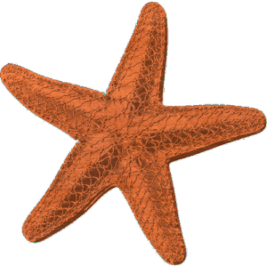 Starfish-03