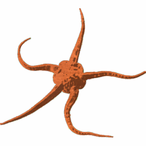 Starfish-04