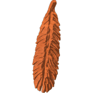 Feather 4 OC1