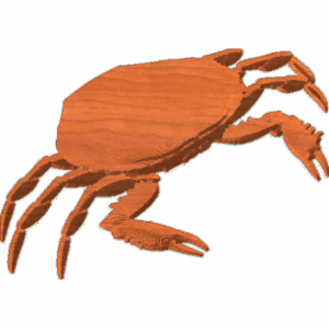 Beach Critter