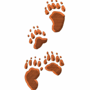 BearTrack02