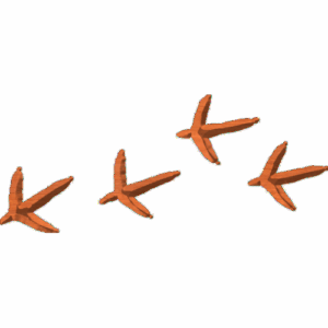 BirdTracks