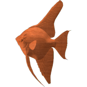 Angel Fish