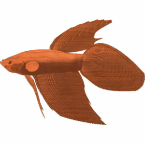 Beta Fish - Siamese Fighting Fish