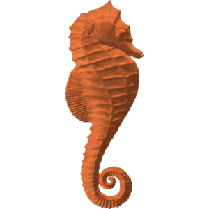 Seahorse - HCP - 0001