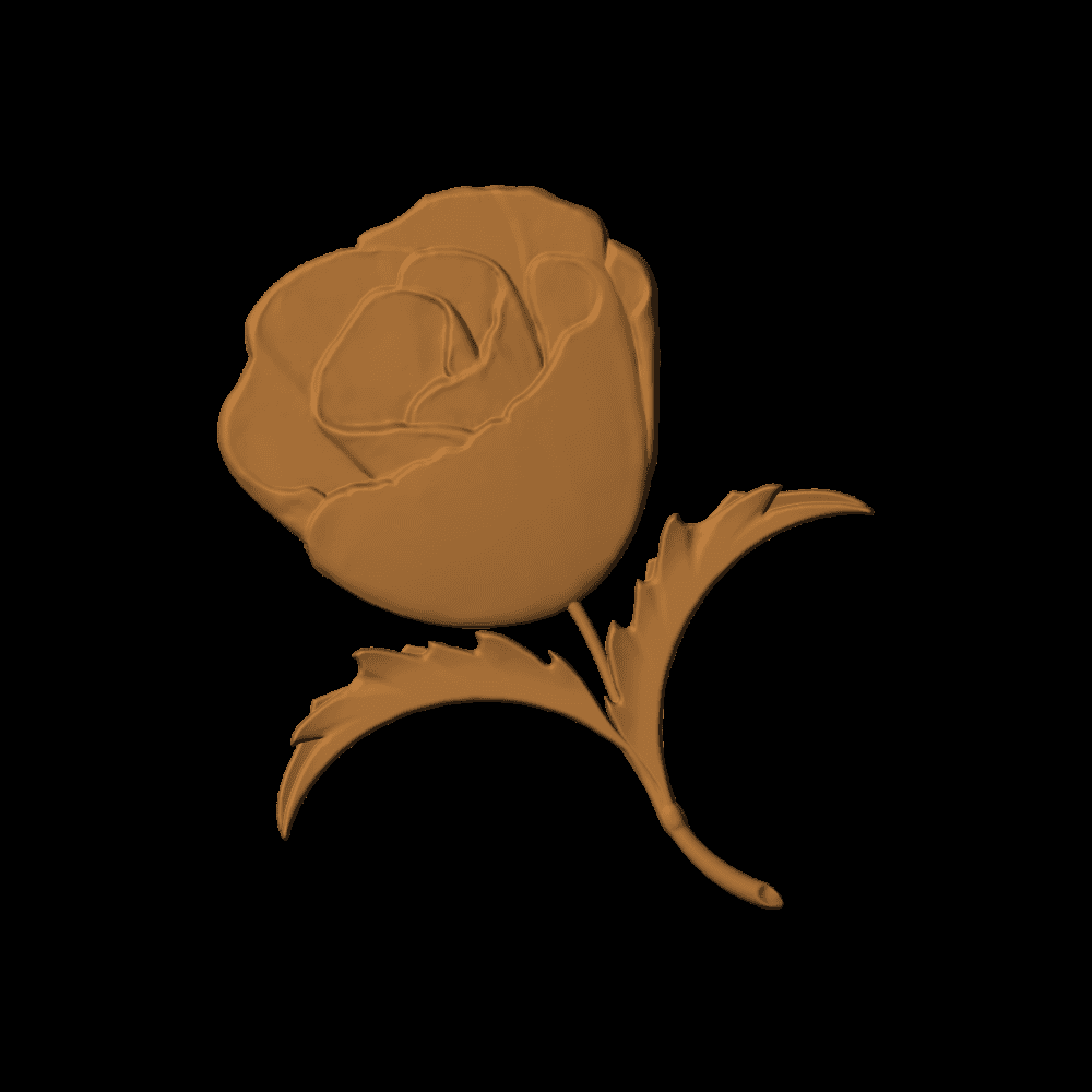 FLANDERS TULIP