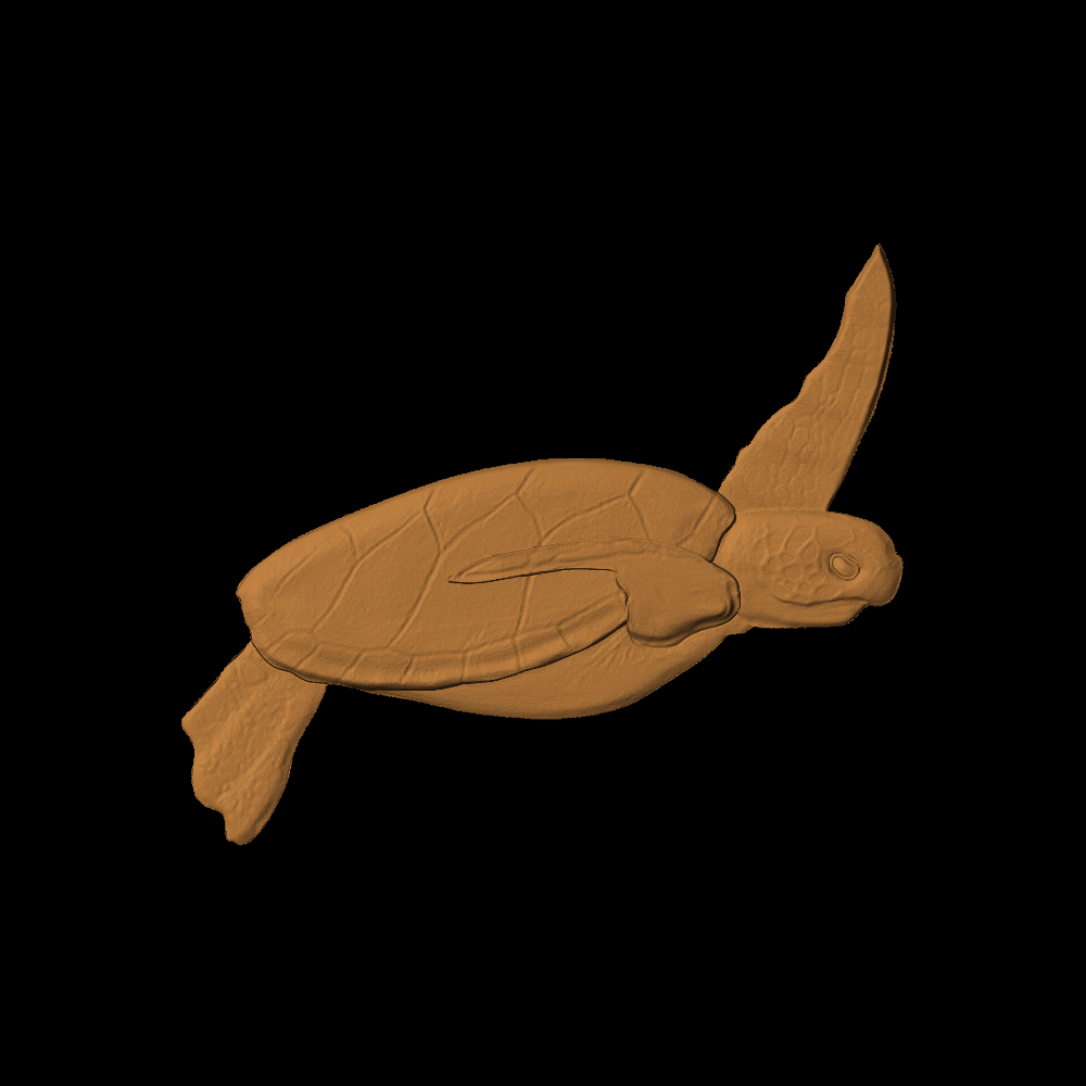 Seaturtle Baby