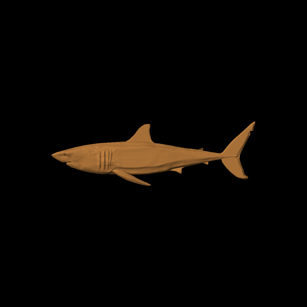 Great White Shark 1