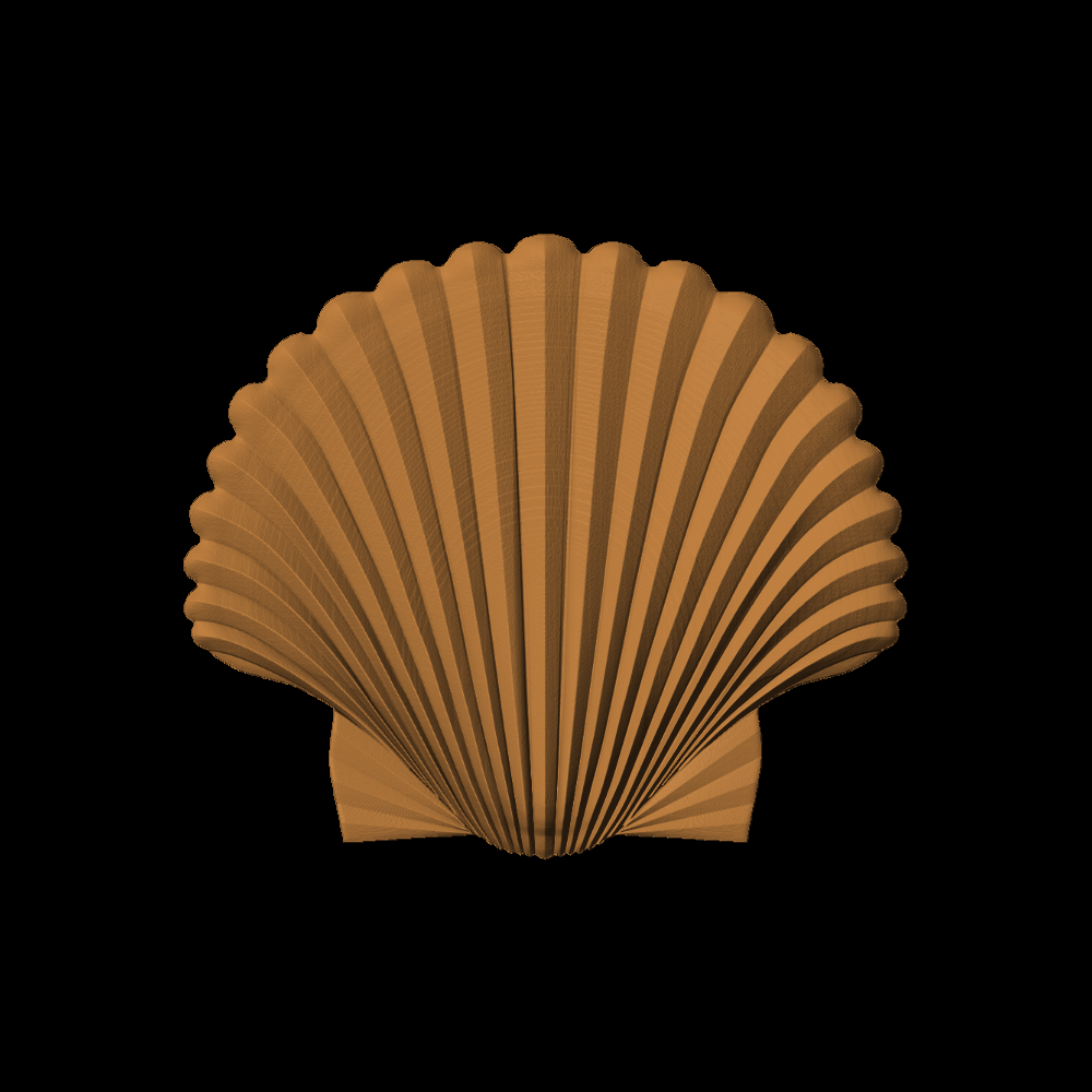 Scallop Shell