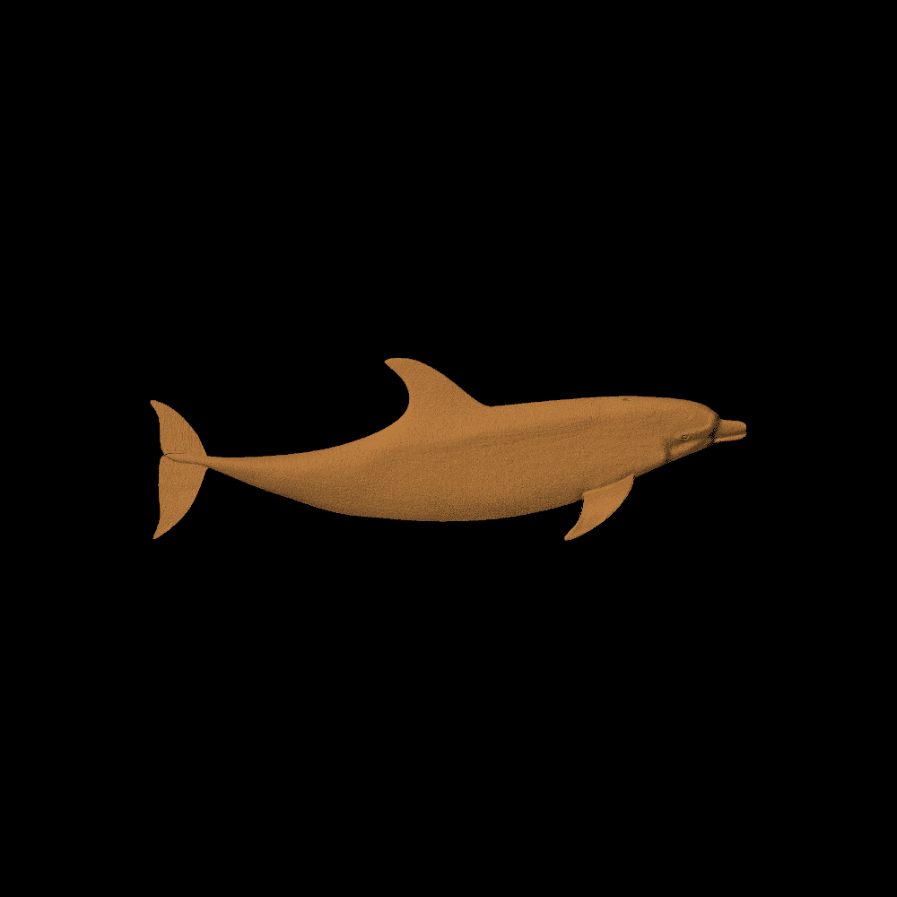 Bottlenose Dolphin
