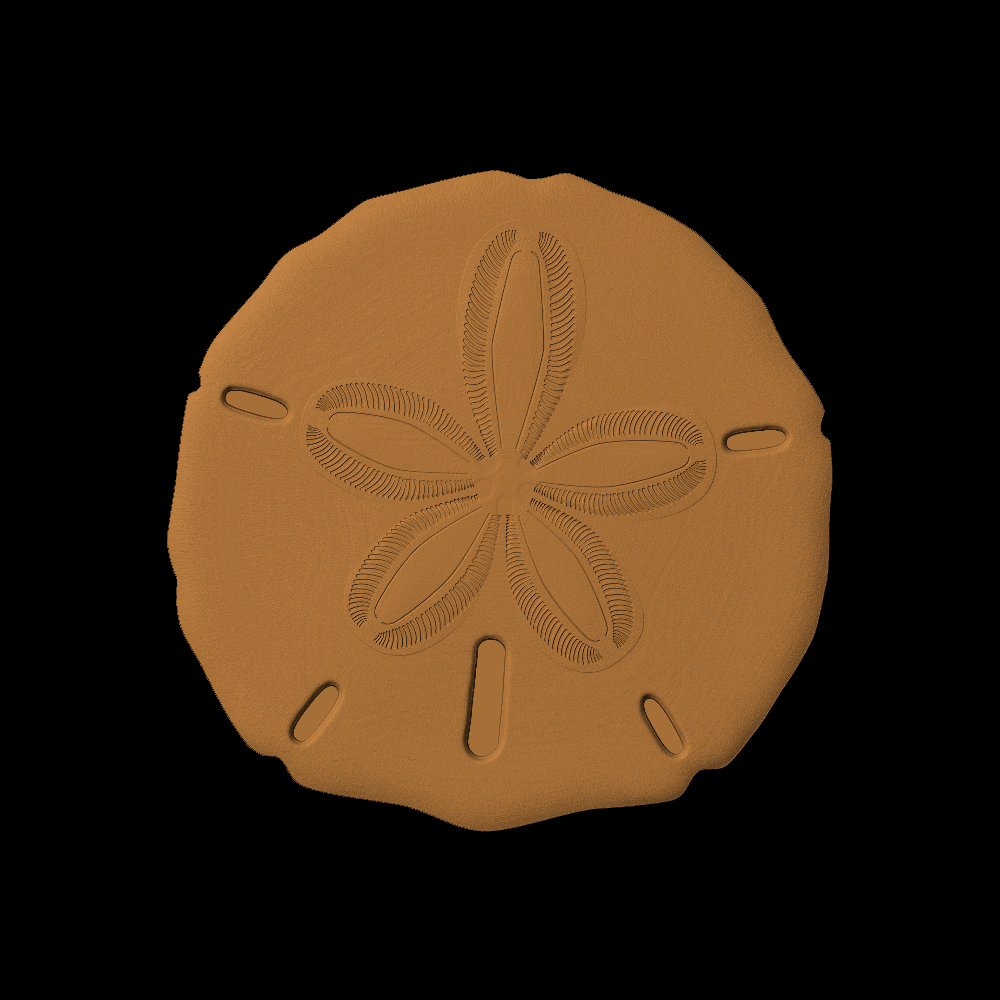 Sand Dollar