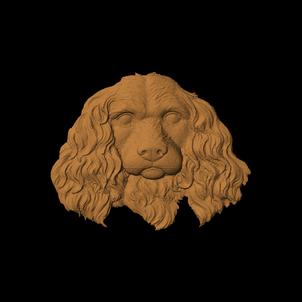 Cocker Spaniel Face