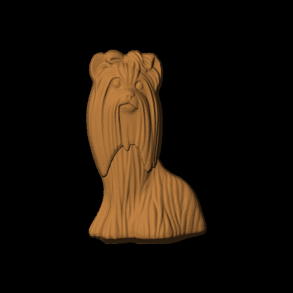Lhasa Apso - 3