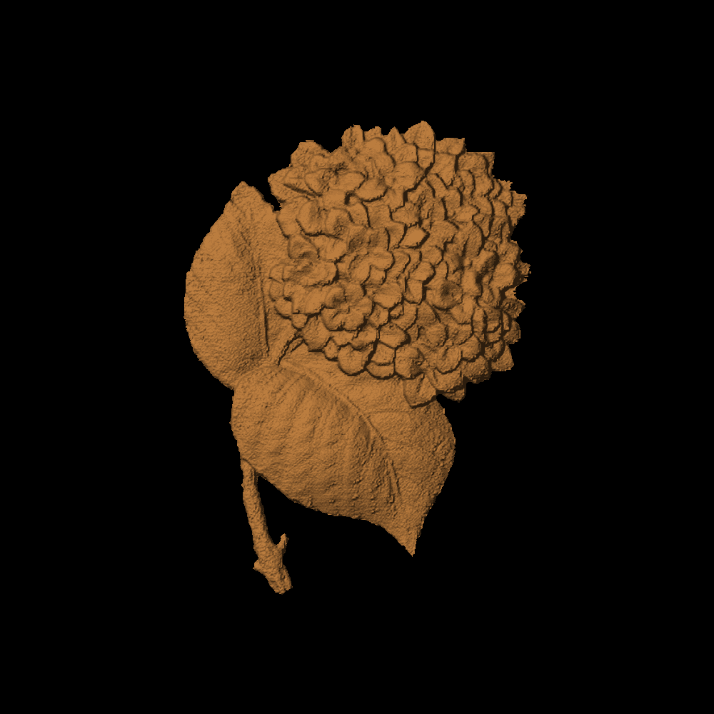 Hydrangea - 1