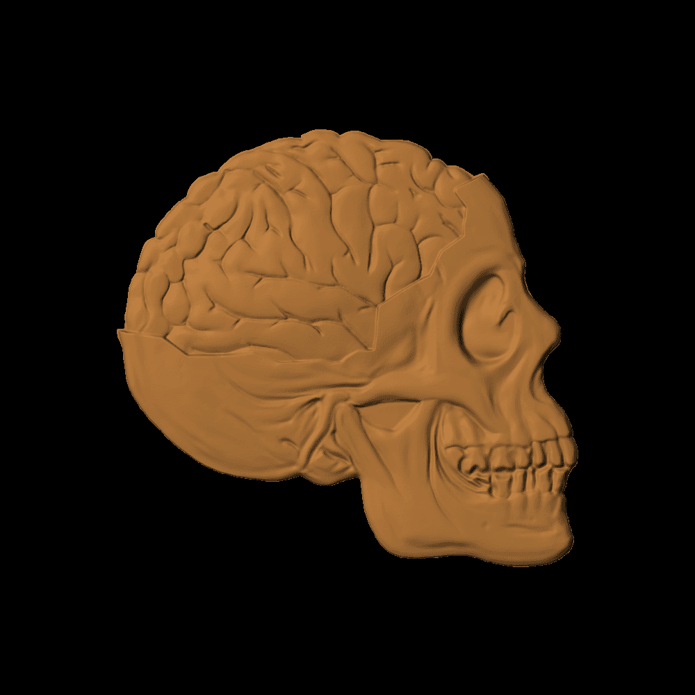 BRAIN & SKULL
